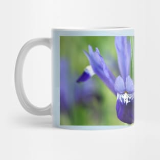 Iris &#39;Fabiola&#39; Reticulata Mug